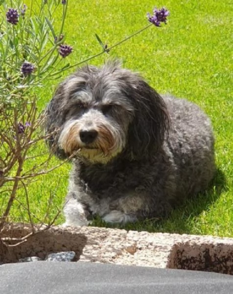 Filly la cagnolina Bichon Havanais | Foto 2