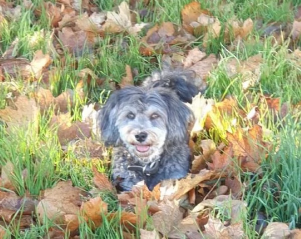 Filly la cagnolina Bichon Havanais | Foto 1