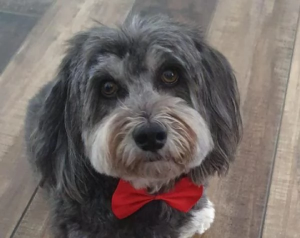 Filly la cagnolina Bichon Havanais | Foto 0