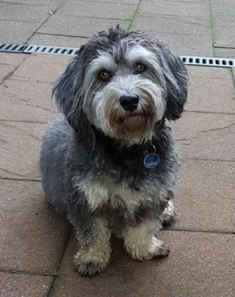 Filly la cagnolina Bichon Havanais