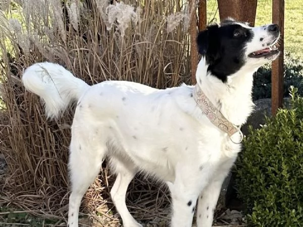 Tessi cagnolina attiva e coccolona