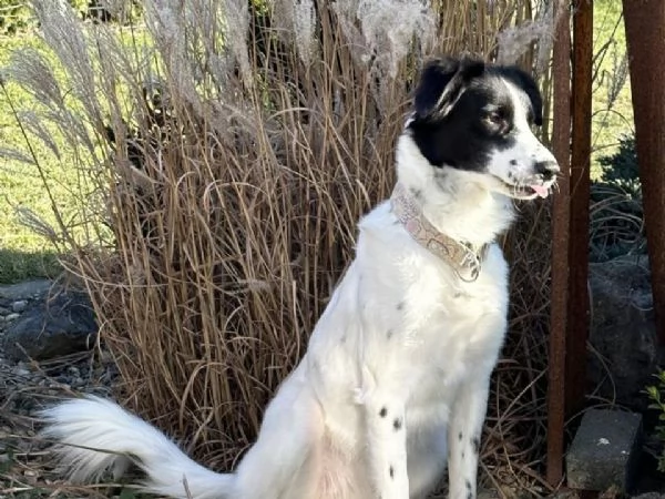 Tessi cagnolina attiva e coccolona | Foto 2