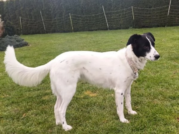 Tessi cagnolina attiva e coccolona | Foto 1