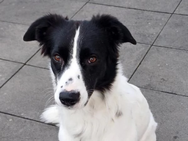 Tessi cagnolina attiva e coccolona | Foto 0