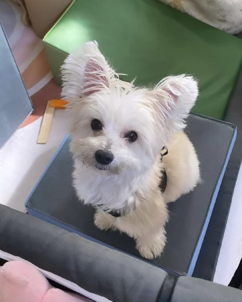 Leona Yorkipoo femmina | Foto 0