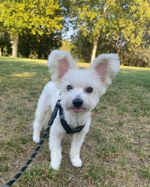 Leona Yorkipoo femmina