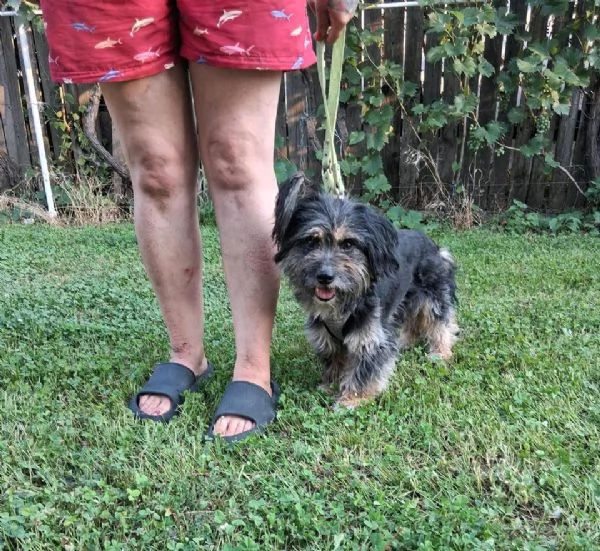 Bichon Havanese incrociato con Bassotto | Foto 3