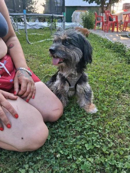 Bichon Havanese incrociato con Bassotto | Foto 2