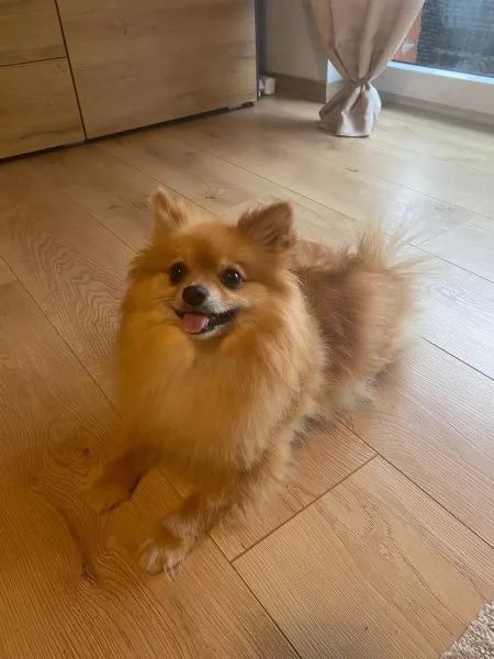 Cuccioli di Pomerania | Foto 1
