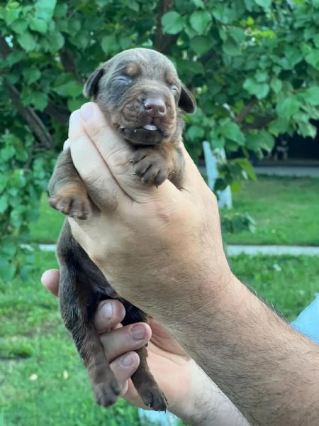 Cuccioli di Doberman | Foto 6