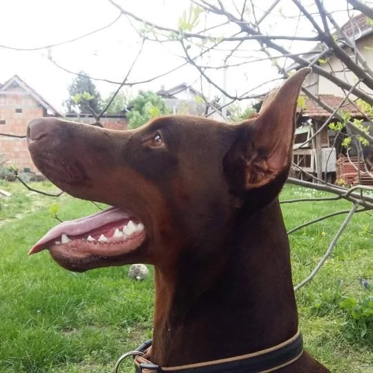 Cuccioli di Doberman | Foto 5