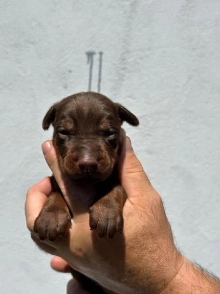 Cuccioli di Doberman | Foto 4