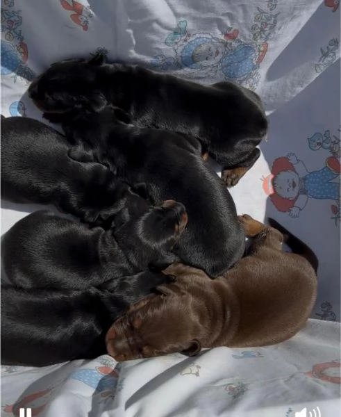 Cuccioli di Doberman | Foto 3