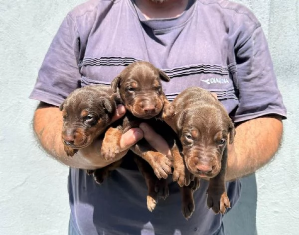 Cuccioli di Doberman