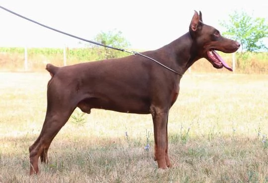 Cuccioli di Doberman | Foto 2