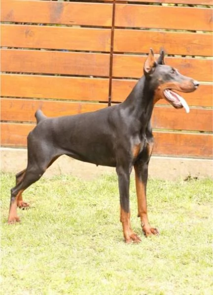 Cuccioli di Doberman | Foto 1