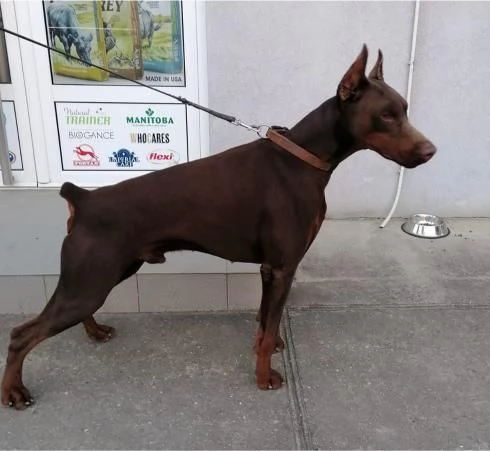 Cuccioli di Doberman | Foto 0