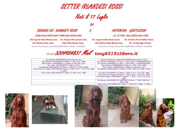 setter irlandesi  rossi