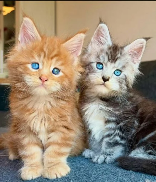 Disponibili bellissimi gattini Mainecoon