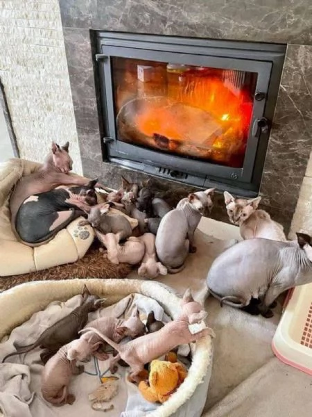Disponibili gattini Sphynx maschi e femmine
