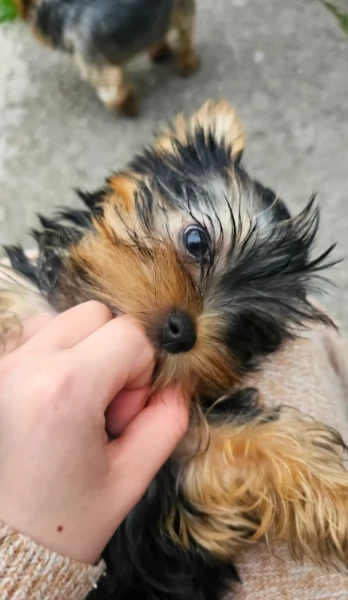 Yorkshire cuccioli disponibili 