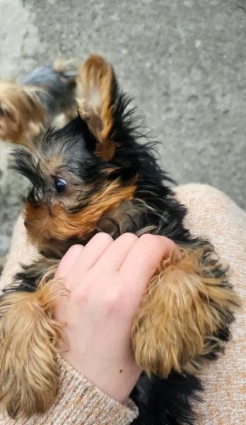 Yorkshire cuccioli disponibili  | Foto 1