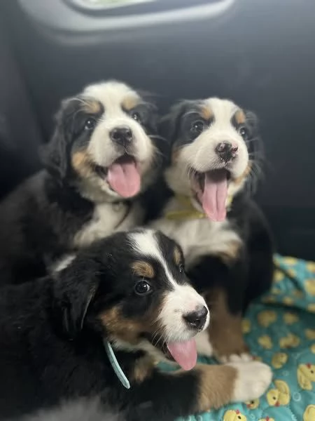 Simpatici cuccioli di montagna bernese 