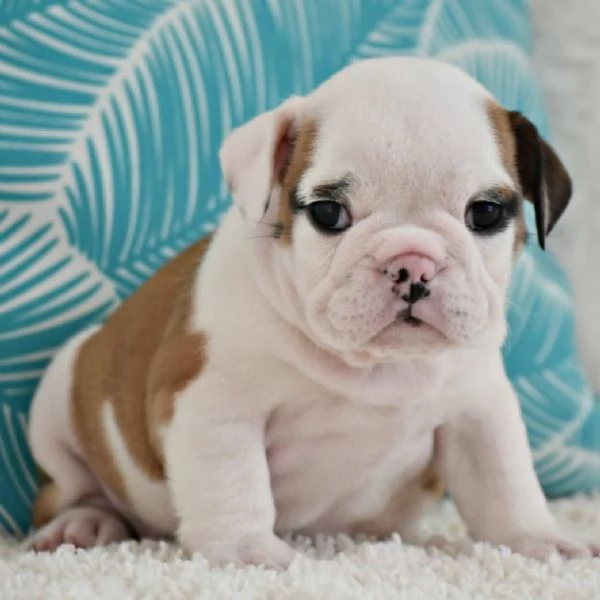 Regalo cuccioli di bulldog inglese femminucce e maschietti 