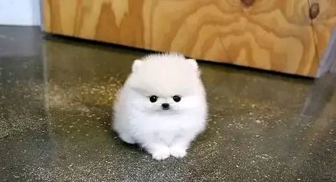 Regalo Cuccioli di pomerania maschio o femmina