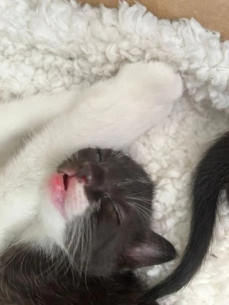 Regalo gattina
