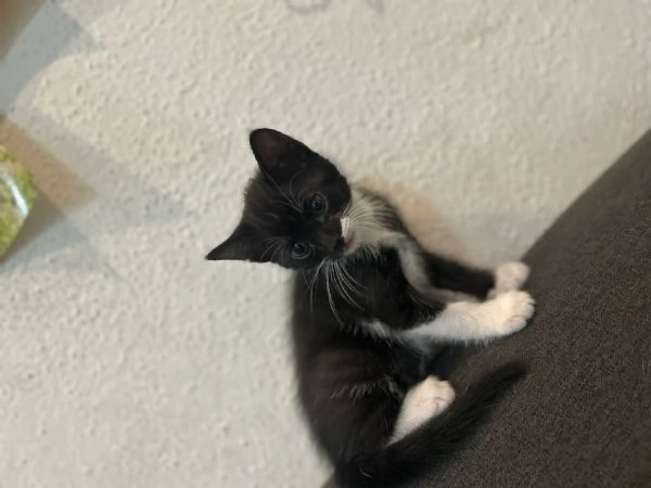 Regalo gattina | Foto 1