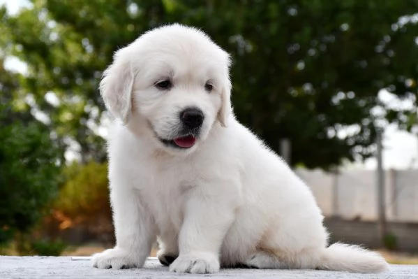 CUCCIOLI DI GOLDEN RETRIEVER | Foto 0