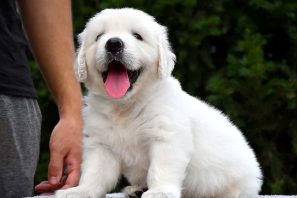 CUCCIOLI DI GOLDEN RETRIEVER