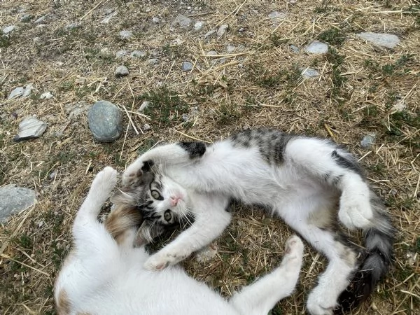 Regalo gattine di 3 mesi | Foto 4