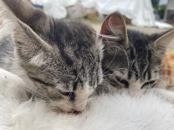 Regalo gattine di 3 mesi | Foto 3