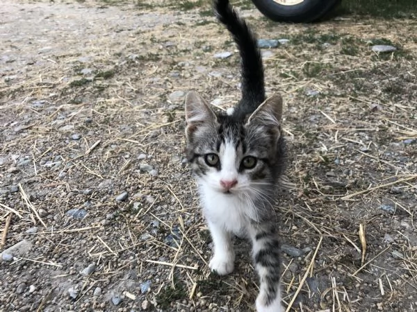 Regalo gattine di 3 mesi