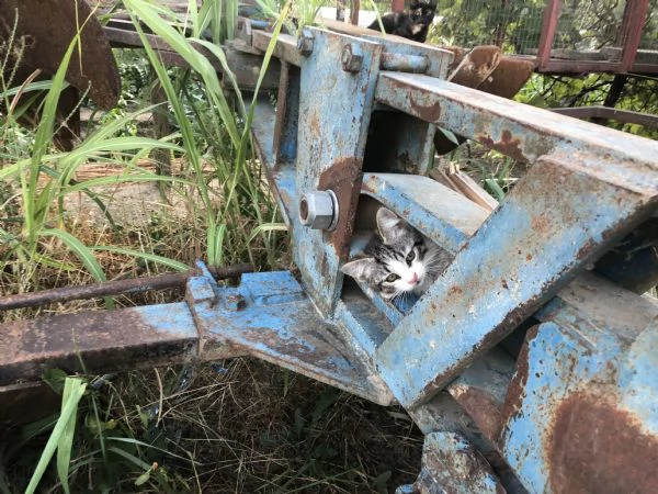Regalo gattine di 3 mesi | Foto 2
