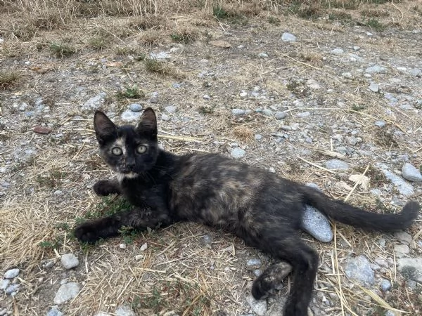 Regalo gattine di 3 mesi | Foto 1