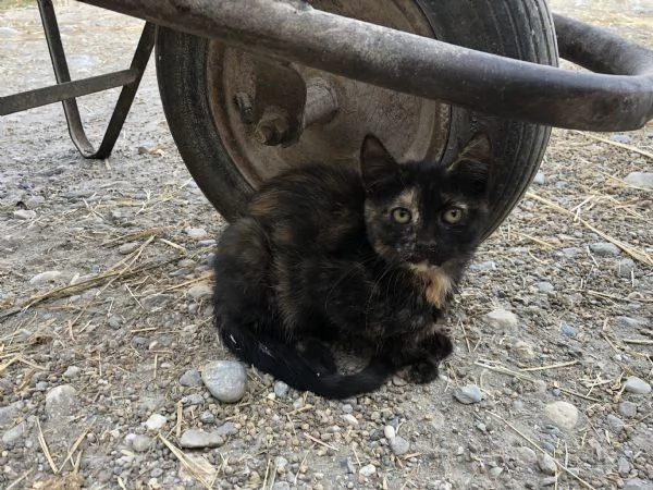Regalo gattine di 3 mesi | Foto 0
