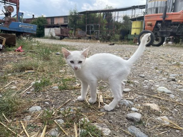 Regalo 2 gattini coccoloni | Foto 3