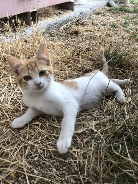 Regalo 2 gattini coccoloni