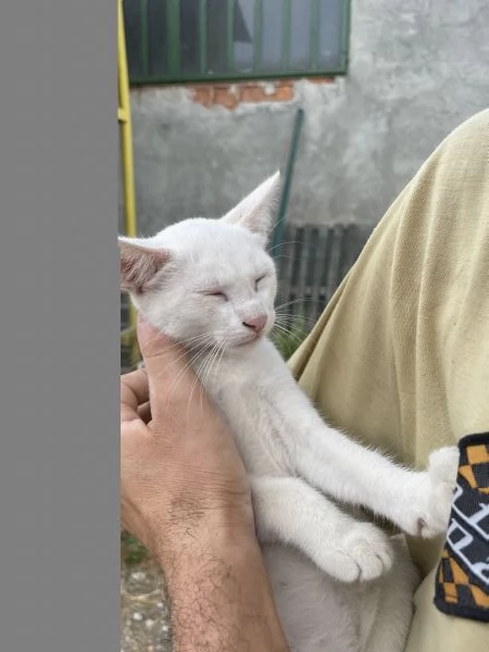 Regalo 2 gattini coccoloni | Foto 2