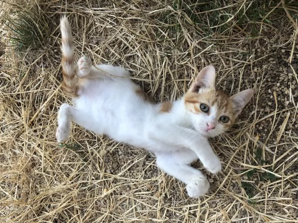 Regalo 2 gattini coccoloni | Foto 1