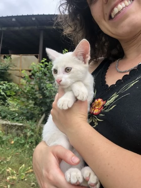 Regalo 2 gattini coccoloni | Foto 0
