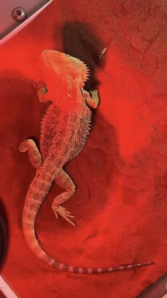 Vendo Drago Barbuto pogona compreso di terrario