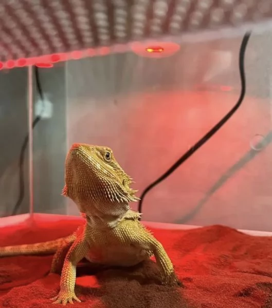 Vendo Drago Barbuto pogona compreso di terrario | Foto 4