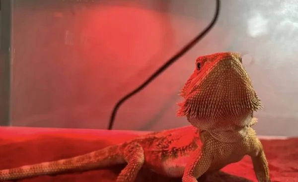Vendo Drago Barbuto pogona compreso di terrario | Foto 3