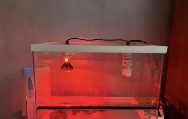 Vendo Drago Barbuto pogona compreso di terrario | Foto 2