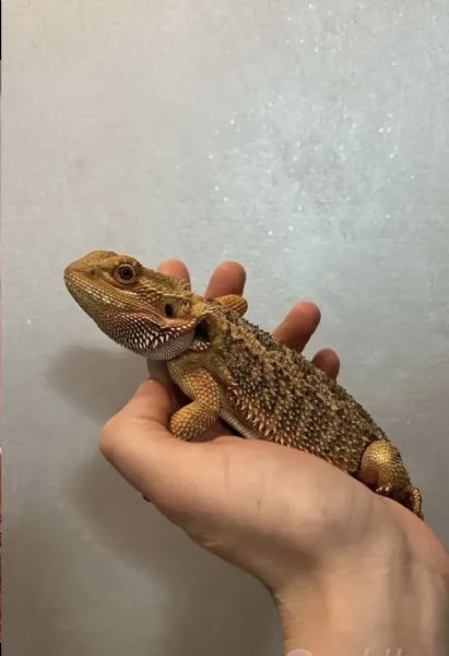 Vendo Drago Barbuto pogona compreso di terrario | Foto 1