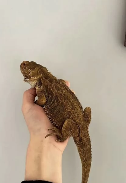 Vendo Drago Barbuto pogona compreso di terrario | Foto 0